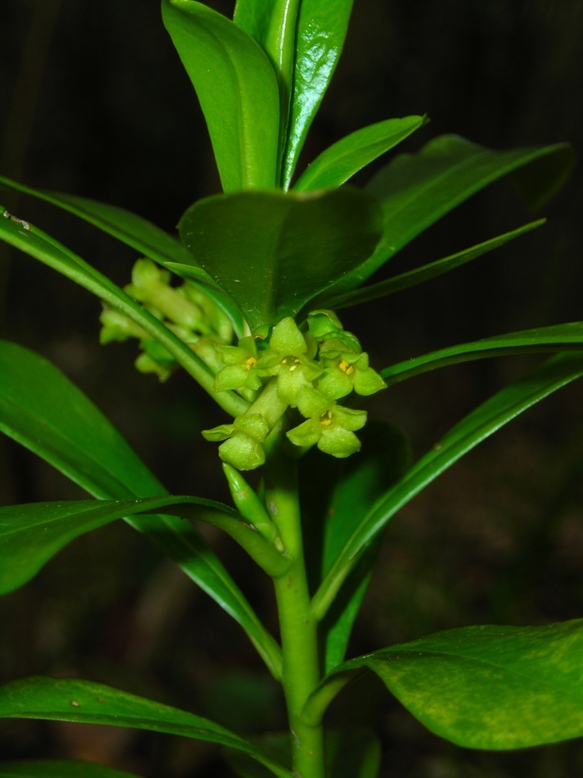 Flora dell''Oasi LIPU Casacalenda (CB) SIC IT7222250